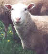 Thelma, our favorite ewe.