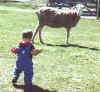 Brandon sees the sheep and move in for a look.