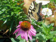 Large butterfly on a purple cone flower.