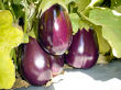 Black Beauty eggplants on the vine.