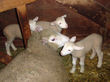 Polypal ewe with triplets.