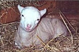 Happy lamb rests in the straw.