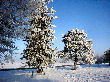 Hoar frost decorates the pines.