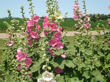 Hollyhocks in bloom