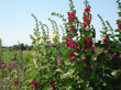 Hollyhocks in bloom in front of our garden.