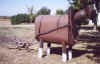 Side view of horse pulling plow.