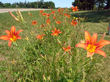 Tiger lillies in the ditch in front of our house.