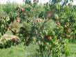 My three year old peach tree with a load of peaches.