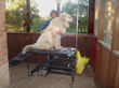 Sarah brushing Mollie Brown on the grooming table.