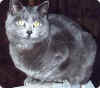 Our favorite original Tom cat, Spike.
