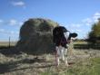 T-Bone, our Holstein steer.