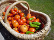 Tomato basket.