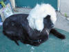 Barny, after his haircut, has to model a wig of Pyr's fur.