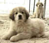 These two Pyr pups are showing typical alertness while on guard duty.