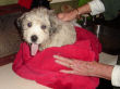 Sarah bathing a Great Pyrenees puppy.