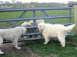 Honey Bear, Boomer and Kodi take a look at Jessie.