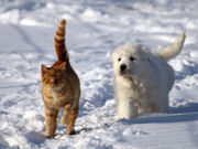 Pesto, the cat, is leading the white Pyr puppy on an adventure.