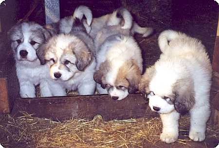 Pyr pups are naturally curious about the outside world.