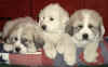 Three Pyr puppies pose for a picture.