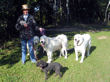 Sarah walking Pilgrim, Jessie, Jossie and Bella.