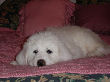 Rajah, a white Great Pyrenees puppy.