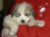 Honey Bear and Boomer badger-marked Pyr puppy.
