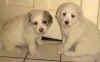 Two Pry puppies from Kodi & Boomer.