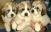 Three of the male puppies.