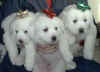 Three white Pyr puppies from Kodi & Boomer.