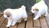 Two Pyr puppies playing tag.
