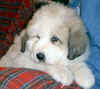Molly & Baron badger-marked Pry puppy three.