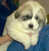 Molly and Boomer badger-marked Pyr puppy one.