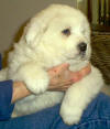 Molly and Boomer white Pyr puppy two.