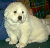 Molly and Boomer white Pyr puppy four.