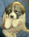 Ginger & Boomer badger-marked Pyr puppy five.
