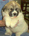 Ginger & Boomer badger-marked Pyr puppy eight.