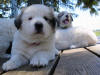 Puppies from Kodi & Boomer.