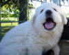 Kodi & Boomer white Pyr puppy one.