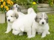 Kodi and Boomer's Great Pyrenees pups - 8/04