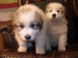 Maggie's Great Pyrenees pups.