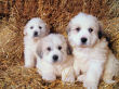 Great Pyrenees puppies in the straw bales.