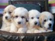 Great Pyrenees puppies.