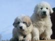 Great Pyrenees pups from Jessie and Baron.