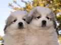 Great Pyrenees puppies born February 28, 2015.
