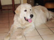 Bella, an all-white female Great Pyrenees guard dog.