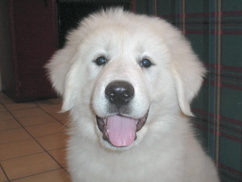 [Image: gracie_great_pyrenees_puppy.jpg]