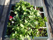 Early results on the square foot garden - box four.