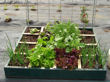 A simple 4' x 4' square foot gardening container placed in our garden.