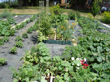 Mid-season results in the square foot garden box.