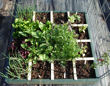Early results on the square foot garden - box two.